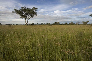 Botswana, Chobe National Park. Tall grass