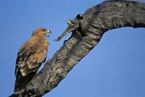 Aquila Gallery: Botswana, Chobe National Park, Tawny Eagle