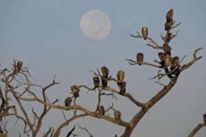 Botswana, Chobe NP, Moon and flock of White