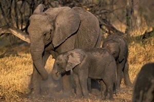 Botswana, Moremi Game Reserve, Elephant