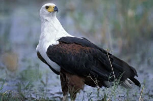 Botswana, Moremi Game Reserve, Fish Eagle