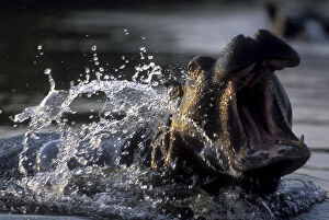 Yawning Gallery: Botswana, Moremi Game Reserve, Hippopotamus