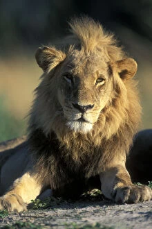Botswana, Moremi Game Reserve, Male Lion