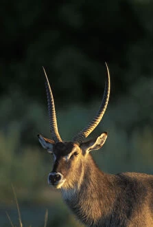 Strong Gallery: Botswana, Moremi Game Reserve, Waterbuck