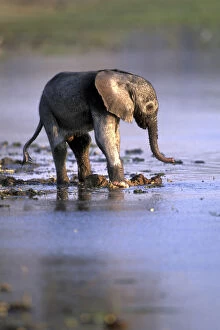 Botswana, Moremi Game Reserve, Young Elephant