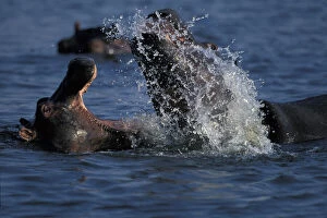 Botswana, Moremi Game Reserve, Young Hippopotami