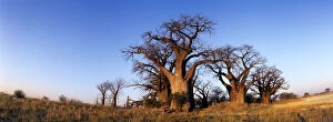 Baobab Gallery: Botswana, Nxai Pan National Park, Baines