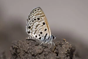 Botswana Gallery: Botswana, Nxai Pan National Park. Butterfly