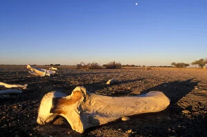 Bone Gallery: Botswana, Nxai Pan National Park, Setting