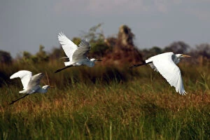 Ardea Gallery: Botswana, Okavango Delta. Great White Egrets