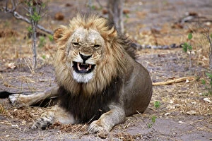 Botswana, Savute. Lion snarling in Savute