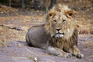 Botswana, Savute. Male lion of Savute in