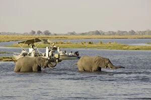 Images Dated 11th September 2006: Botswana - Tourists on a boat cruise on the Chobe