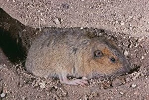Images Dated 31st January 2011: Botta's Pocket Gopher CAN 1414 South USA to North Mexico. Thomomys bottae © John Cancalosi