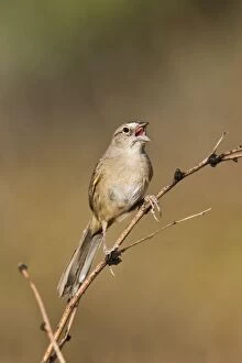Images Dated 28th June 2007: Botteri's Sparrow - singing on territory. Madera Canyon - Arizona - USA. July