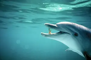Bottle-nosed Dolphin AU 01 BC Fish in beak Tursiops truncatus © Ben Cropp / ARDEA LONDON