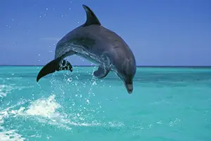 Jumping Prints: Bottle-nosed dolphin - Jumping 2MO21