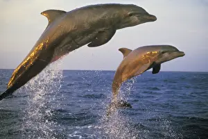 Honduras Prints: Bottle-nosed Dolphin - Jumping from water in late evening 2M0118