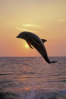 Honduras Prints: Bottle-nosed dolphin - leaping at sunset
