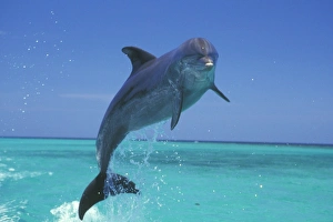 Images Dated 29th December 2004: Bottle-nosed Dolphin - Leaping from water 2M010