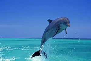 Honduras Prints: Bottle-nosed Dolphin - Leaping from water 2Mo168 Pacific Ocean, Honduras, Central America