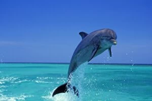 Bottle-nosed Dolphin - Leaping from water