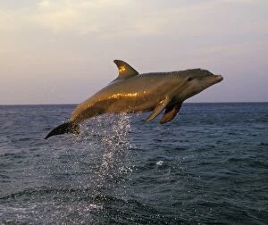 Images Dated 29th December 2004: Bottle-nosed Dolphin - Leaping out of water in late evening light 2MO195