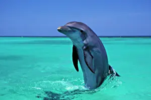 Jumping Prints: Bottle-nosed Dolphin in Pacific Ocean Off Honduras 2Mo24