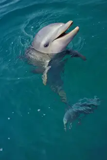 Bottle-nosed Dolphin - Young, face held out of water, 2Mo48 Pacific Ocean, Honduras, Central America