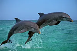 Two Bottle-nosed Dolphins jumping in Pacific Ocean Off coast of Honduras 2Mo28
