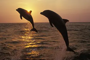 Honduras Prints: Two Bottle-nosed Dolphins - Leaping from Pacific Ocean at sunset 2M011