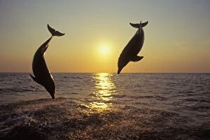 Images Dated 21st January 2005: Bottle-nosed Dolphins - Leaping out of water at sunset Off the West coast of Hondurus 2Mo135