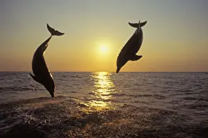 Honduras Prints: Bottle-nosed Dolphins - Leaping out of water at sunset Off the West coast of Hondurus 2Mo135