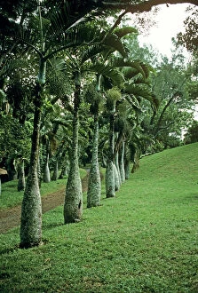 Cultivation Collection: Bottle Palms pamplemousses botanical gardens, Round Island Mauritius
