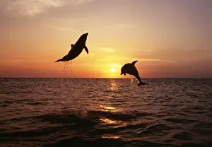Whales And Dolphin Prints: Bottlenose Dolphin 2 leaping at sunset