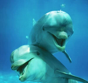 Mouths Collection: Bottlenose Dolphin Two together
