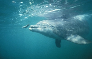 Images Dated 2nd December 2007: Bottlenose Dolphin