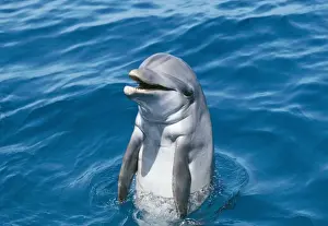 Bottlenose Dolphin