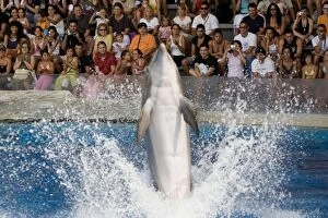 Aquariums Gallery: Bottlenose Dolphin amusing the crowd with a tail dance