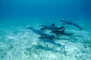 Bottlenose Dolphin AU 27/BS Pod with young in contact with adults for protection Tursiops truncatus © Becca Saunders / ARDEA LONDON