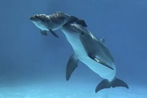Bottlenose Dolphin - Baby / Calf dolphin being nudged to surface by mother