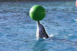 Agility Prints: Bottlenose Dolphin - balancing ball on nose. France