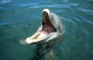 Honduras Prints: Bottlenose Dolphin Bay Island, Honduras
