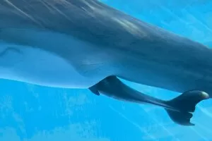 Birth Gallery: Bottlenose Dolphin - birth process has started - with tail and Dorsal Fin out - birth will occur