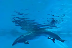 Bottlenose Dolphin - birth process has started - with tail out - Oltremare lagoon – Riccione – Italy The pregnancy lasted 54 weeks