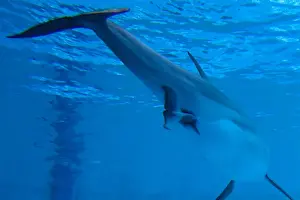 Bottlenose Dolphin - birth process has started - with tail out - Oltremare lagoon – Riccione – Italy The pregnancy lasted 54 weeks