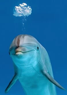 Breathing Collection: Bottlenose dolphin - blowing air bubble