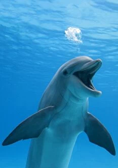 Blowing Gallery: Bottlenose Dolphin - blowing air bubbles underwater