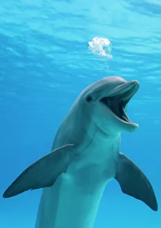 Colours Collection: Bottlenose dolphin - blowing air bubbles underwater with mouth open