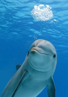 Bottlenose dolphin - blowing air bubble
